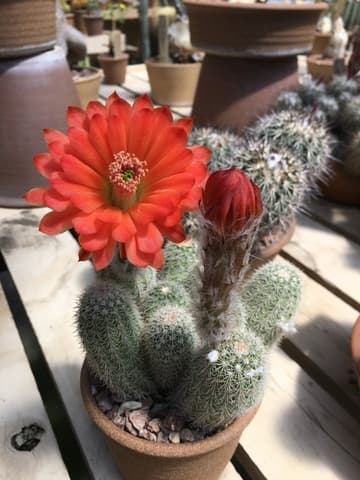 Echinocereus huitcholensis