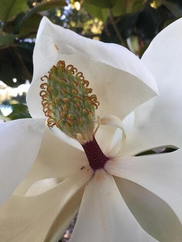 Magnolia grandiflora [Majestic Beauty®] = 'Monlia'