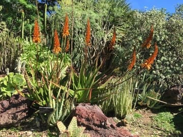 Aloe 'Mango Madness'