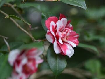 Camellia japonica 'Marquis de Montcalm'