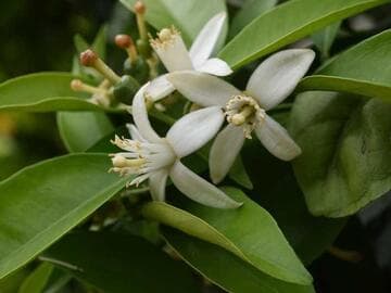 Citrus sinensis 'Washington'