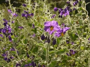 Solanum xanti 'Mountain Pride'