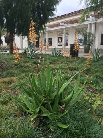 Aloe 'Jacob's Ladder'