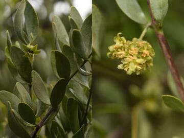 Simmondsia chinensis