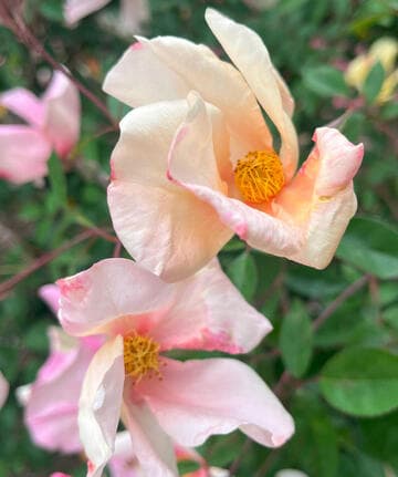 Rosa 'Yellow Mutabilis'