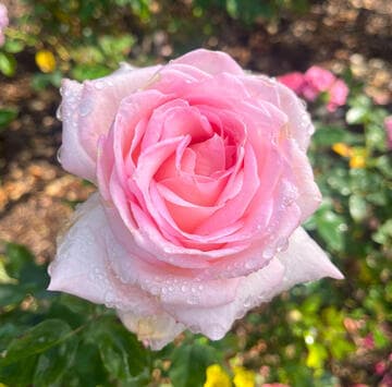 Rosa 'Royal Highness'