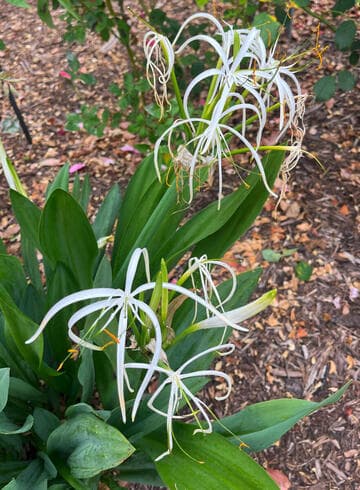 Hymenocallis x festalis
