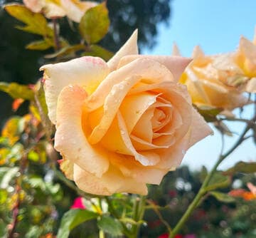 Rosa 'Ivory Tower'