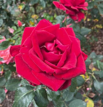 Rosa 'Always and Forever'