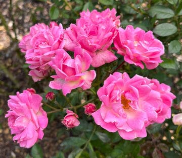 Rosa 'Ellen Poulson'