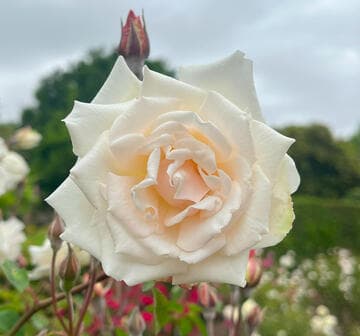Rosa 'Puerto Rico (Bermuda Form)'