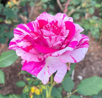 Rosa 'Show Your Stripes'