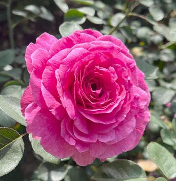 Rosa 'Noble Antony'