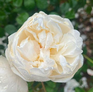 Rosa 'Glamis Castle'