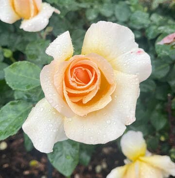 Rosa 'Gift of Life'