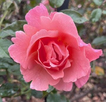 Rosa 'Fragrant Delight'