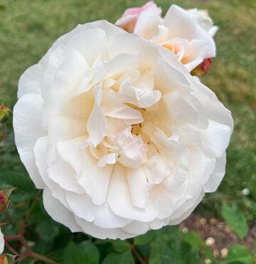 Rosa 'Gr„ss an Aachen'