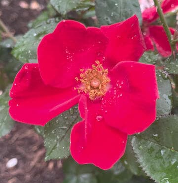 Rosa 'Home Run'