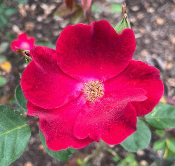 Rosa 'Dusky Maiden'