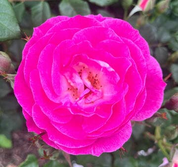 Rosa 'Easy to Please'