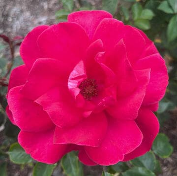 Rosa 'El Capitan'
