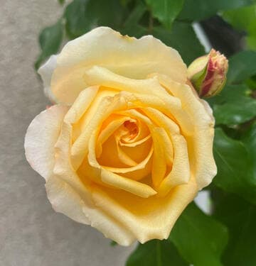 Rosa 'E. Veyrath Hermanos'