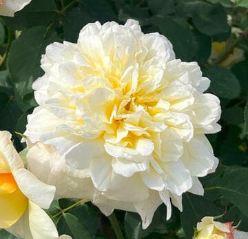 Rosa 'Claudia Cardinale'