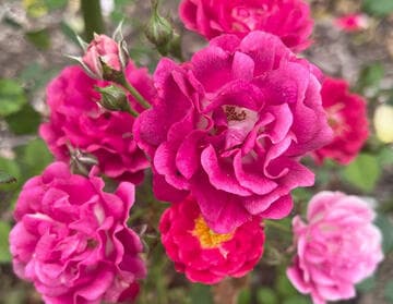 Rosa 'Children's Hope'