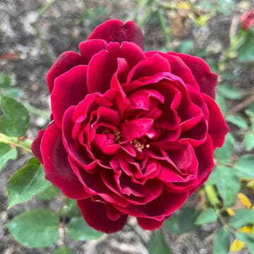Rosa 'Chateau de Clos Vougeot'