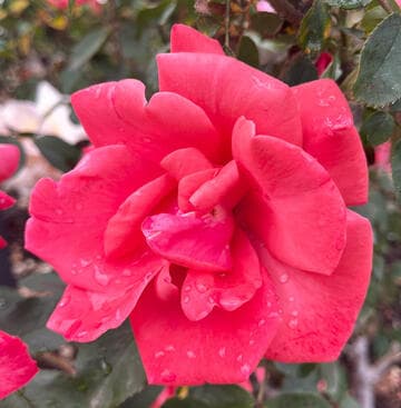 Rosa 'City of Leeds'