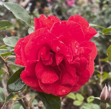 Rosa 'City of Belfast'