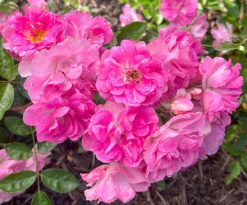 Rosa 'China Doll'