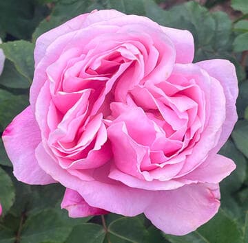 Rosa 'Cathedral Bells'