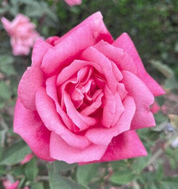 Rosa 'General Tartas'