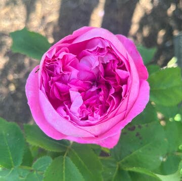 Rosa 'Baronne Prevost'