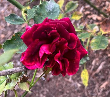Rosa 'Will Rogers'