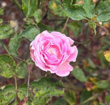 Rosa 'Carnation' (Bermuda form)