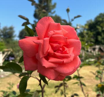 Rosa 'Ginger Rogers'