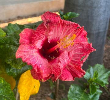 Hibiscus rosa-sinensis 'Chariots of Fire'