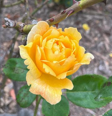 Rosa 'Chateau La Salle'