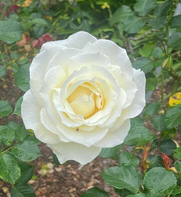 Rosa 'September Mourn'