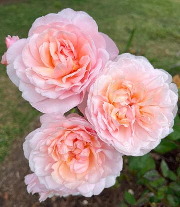 Rosa 'Pink Gr„ss an Aachen'