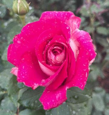 Rosa 'Picture Perfect'