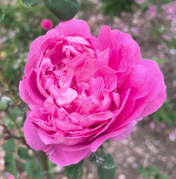 Rosa 'Paul Neyron'