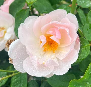 Rosa 'Peach Blossom'