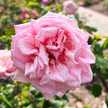 Rosa 'Rhodologue Jules Grauereaux'
