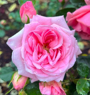 Rosa 'Romantic Palace'