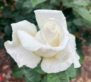 Rosa 'Queen Mary II'