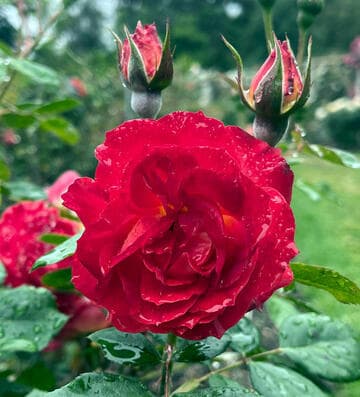 Rosa 'Roman Holiday'