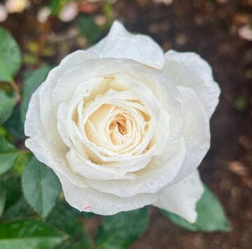 Rosa 'Pure Perfume'
